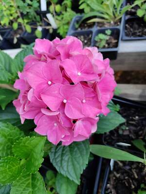 Hydrangea 'Glowing Embers' plant 3.25'' pot - Hydrangea macrophylla