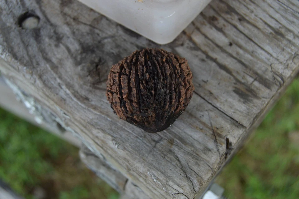 Mejor Cascanueces de Nogal Negro del Mundo - Grandpa's Goody Getter Foto 4 de 4