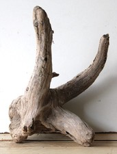 Treibholz Schwemmholz Driftwood  1 Wurzel Dekoration Terrarium 24 cm
