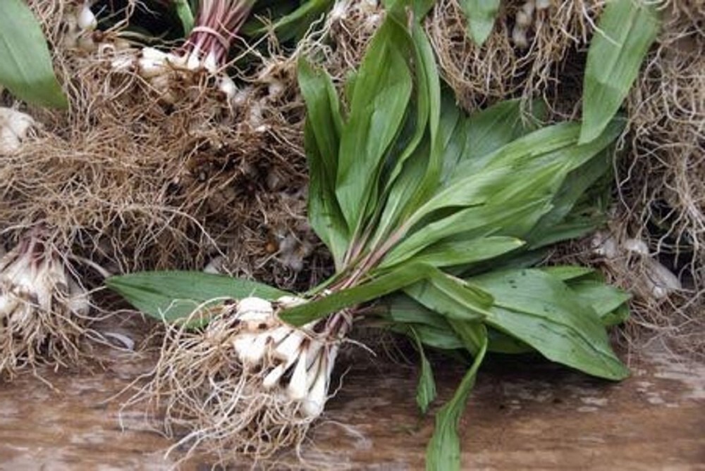 Allium Ramps Wilds Leeks Organically Growns Only Bulbs Tricoccumds 10