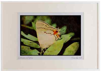 Schmetterlinge 052014 Gewöhnlicher Haarstreifen Aquarell Bilderrahmen Limitierte Auflage A2