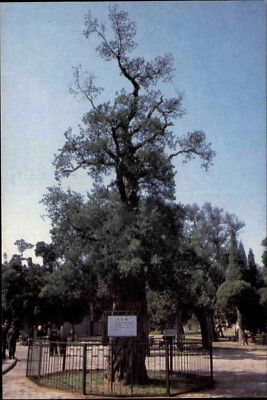 Nine Dragon Cypress Tree Baum col. Postkarte CHINA Post Card Asien Asia Postcard