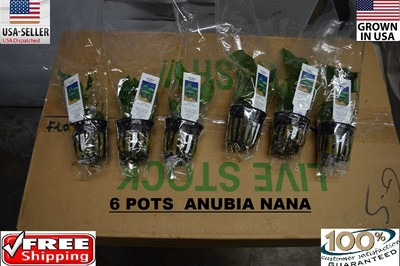 #ad 6 Pots of Anubia nana plants Easy Aquarium aquascaping planted tank super easy $39.99