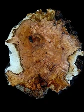XL Wicked CURLY BIRDSEYE CHERRY Burl Wood, Craft wood, Turning wood, Cherry Burl