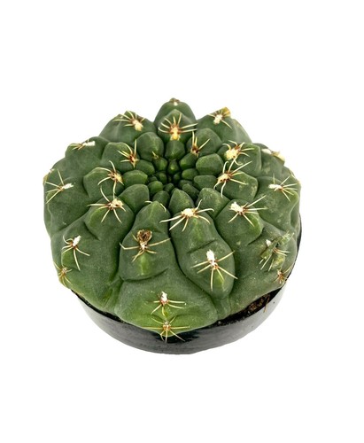 white ghost kaktus Buy 'White Ghost Cactus - Euphorbia Lactea variegata' main image 1