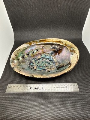 Iridescent Pacific Abalone shell. Stunning medium-large abalone shell ...