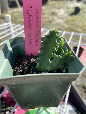 Huernia Starfish Lifesaver Cactus | eBay