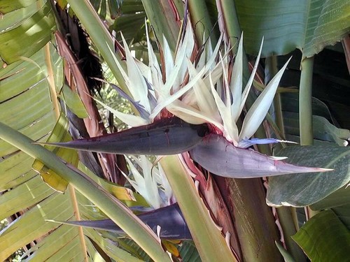 GIANT WHITE~Bird of Paradise~Strelitzia Nicholai~ROOTED PLANT~10-12 inches tall - Picture 6 of 12