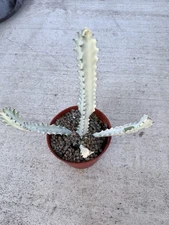Euphorbia lactea variegated White Ghost - Rare Succulent
