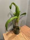 Lc. Mem. Francis Takakura `Clyde' Original DIvision Blue Cattleya Orchid Plant — photo 5