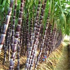 100 Seeds Black Sugar Cane Organic Subtropics Plant Sweet Juicy Saccharum Plants