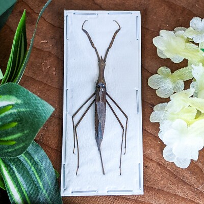 Nepidae Water Scorpion