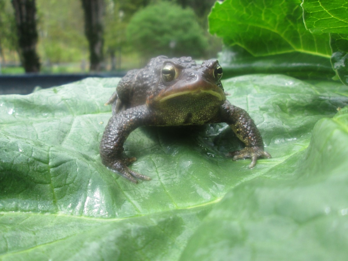 20+ Live - AMERICAN Toad Tadpoles View 3