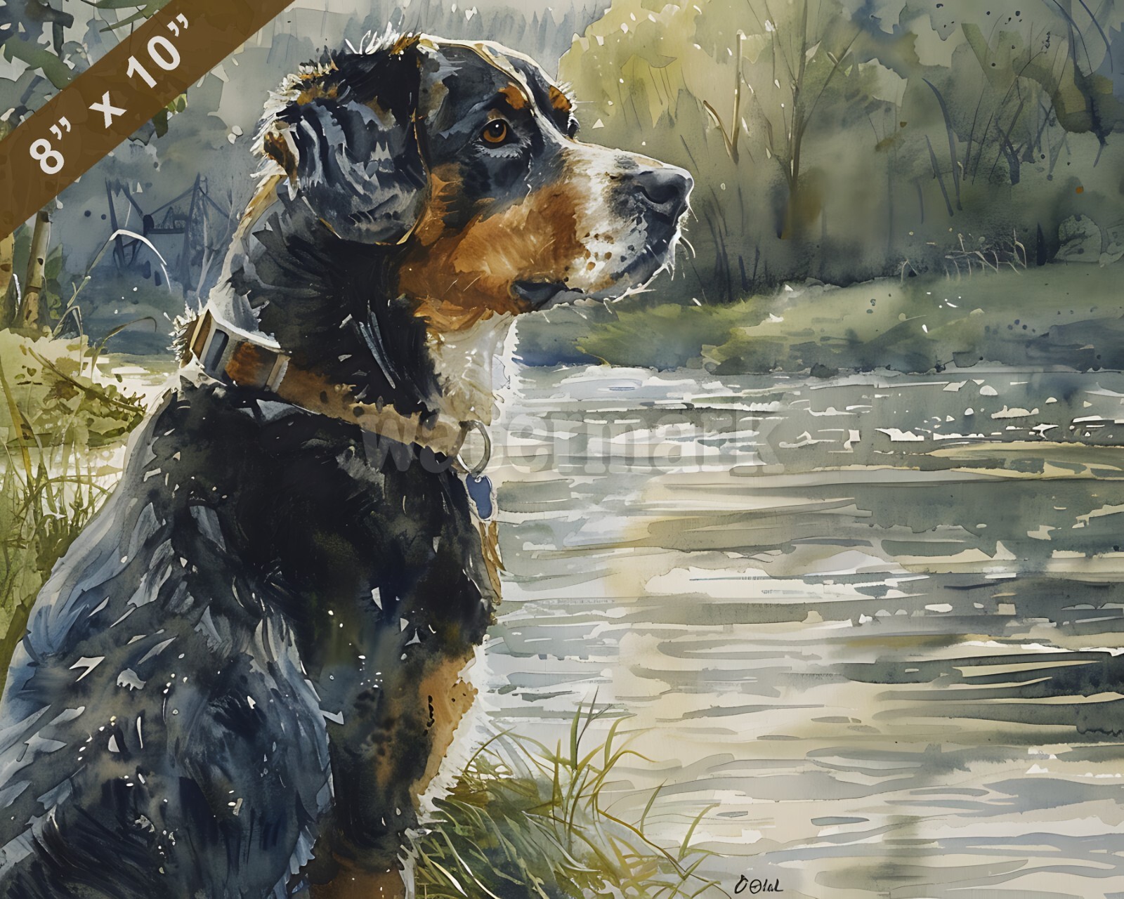 Entlebucher Mountain Dog watercolor painting by a serene 8x10 Print