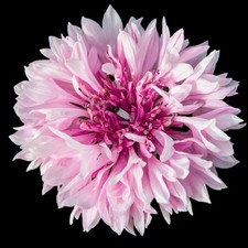 Tall Pink Bachelor Button Cornflower Flower. 250 Seeds. Free Shipping 