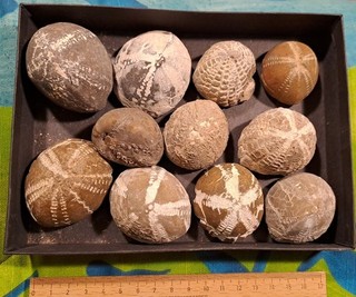 Super Seeigel Oberkreide Ostsee Wismar Dänemark Geschiebe