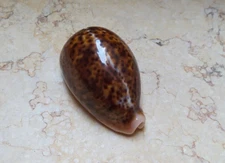 F Cypraea pantherina RARE RED COLOR red sea shell natural glossy 82.5 mm F++++