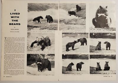 1955 Magazine Photos I Lived With the Bears by Cecil Rhode Author Photographer