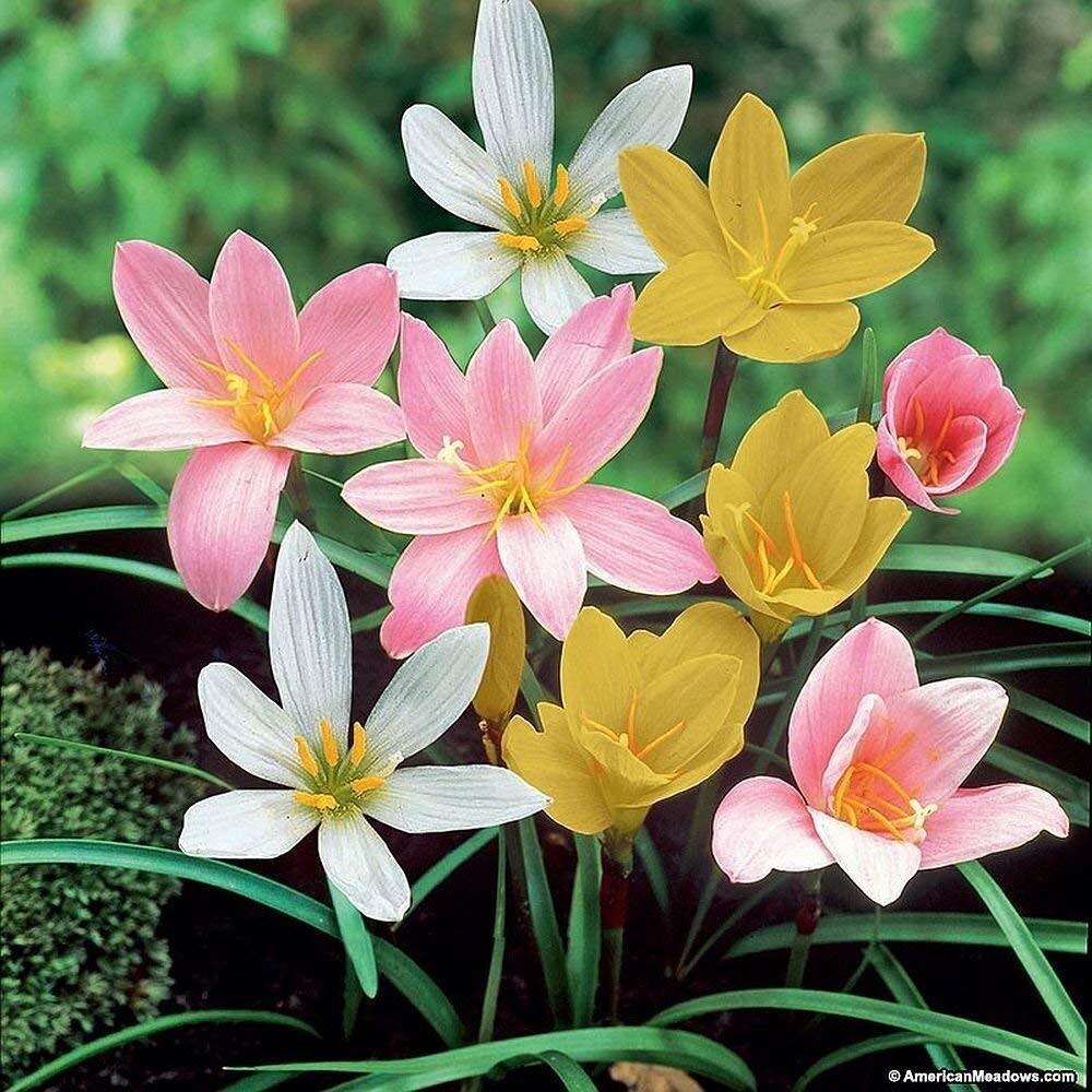 Pretty imported  Rain lily Mixed Flower Bulbs Pack of  10+ Bulbs