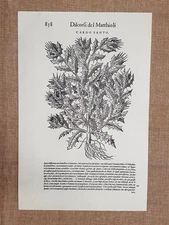 Holy and Attractive Thistle Discourses Mattioli or Matthioli 1568 Botany Reprint