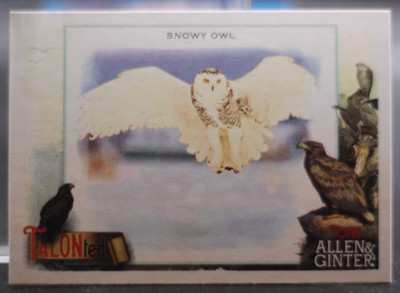 2023 Topps Allen & Ginter - Talonted - Snowy Owl #TT8