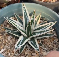 RarePlant Cacti  Agave VR White Rhino Non-tissue culture