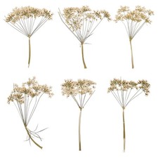 6 Pcs Lace Natural Real Pressed Dried Flower for Art Craft DIY, White