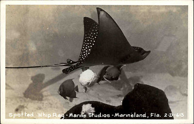 Marineland Florida USA America postcard ~1950/60 spotted Whip Ray Marine Studios