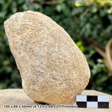 Pholadomya fidicula Fossil Bivalve, Bajocian Jurassic Dorset Coast UK