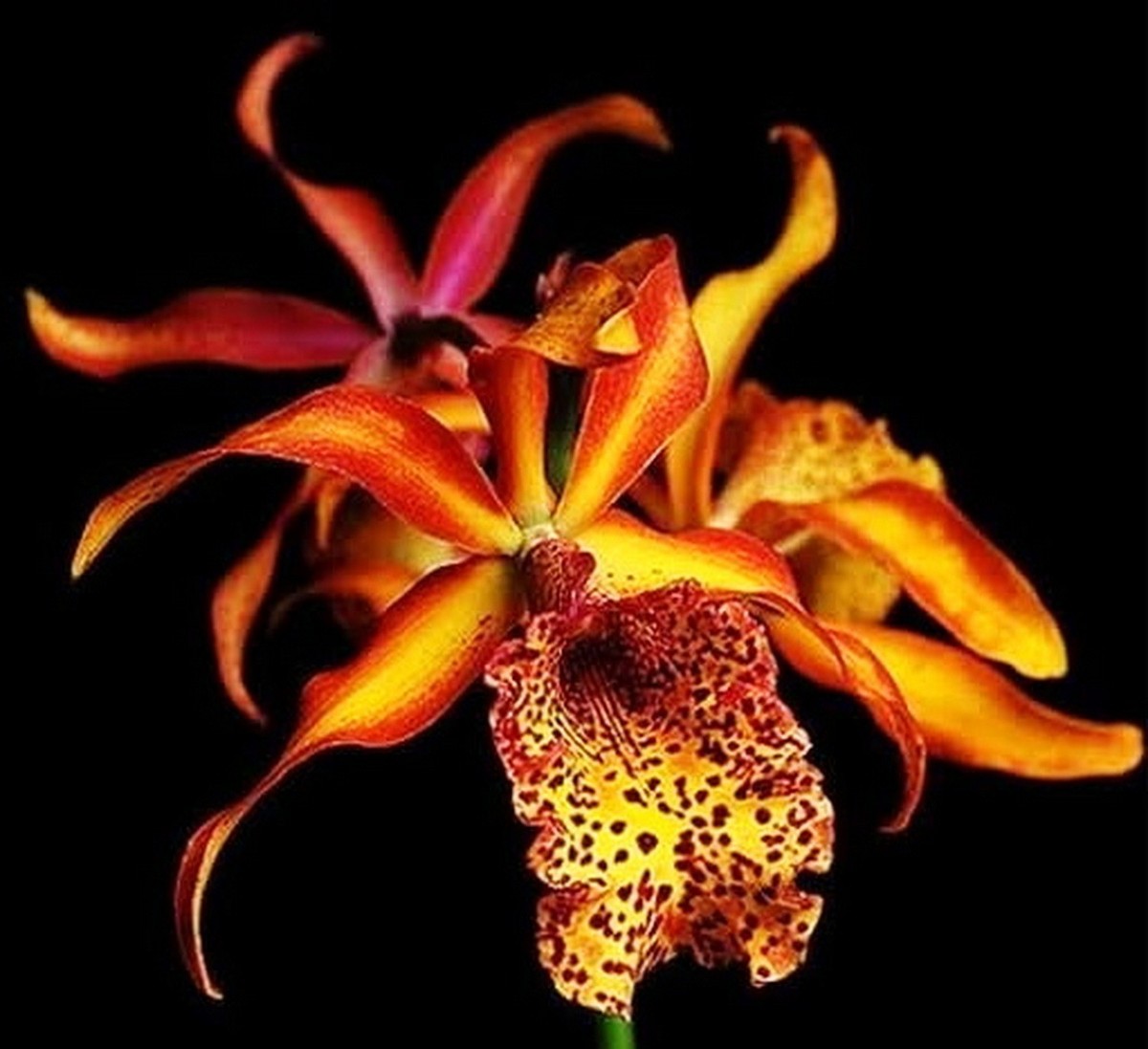 Myrmecatavola Frances Fox var Fire Flame, Large Orchid plant, RARE