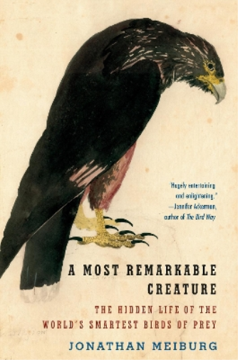 Jonathan Meiburg A Most Remarkable Creature (Tascabile)