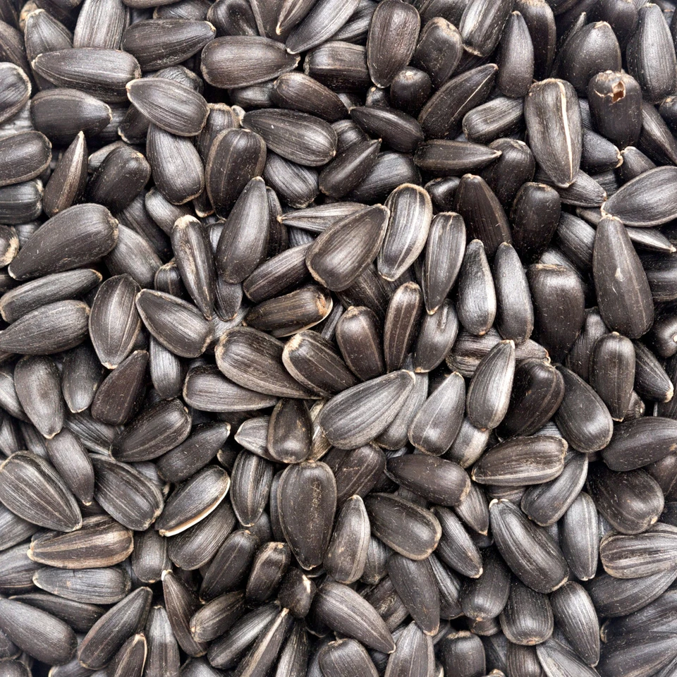 30 kg Sonnenblumenkerne Schwarz Futter Ganzjahresvogelfutter Vogelfutter 30 kg - Bild 4 von 4
