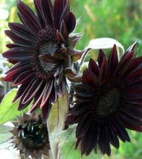 30+ Black Sunflower organic non-gmo flower garden plant seeds Ornamental Rare