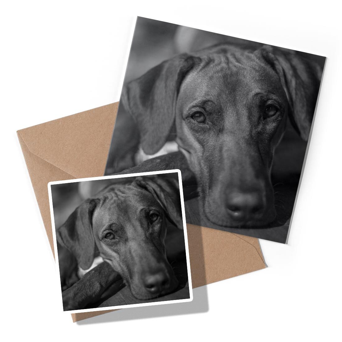 1 x Greeting Card & Sticker Set - BW - Brown Rhodesian Ridgeback Dog ...