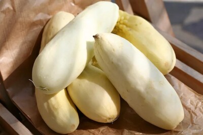 White Wonder Cucumber Cucumis sativus 'White Wonder', Baby Persian - 20 Sementes