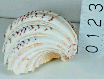 Stunning Bear Paw Clam Shell Large Seashell Crafts Decor Candle Nautical Beach