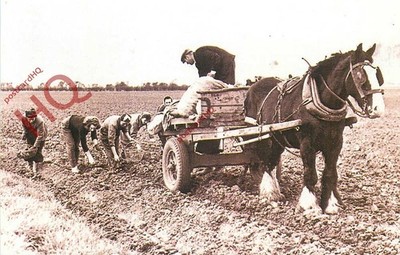 Postkarte> Yorkshire, Landwirtschaft, Kartoffeln pflanzen auf alte Weise (Repro) [Nostalgie]