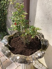 Horse Manure Compost - 3 Litre Reusable Bags