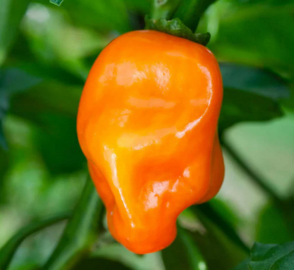 Semillas Habanero Naranja Cosecha Propia 2025