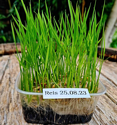 echter Reis Samen, Oryza sativa ssp. japonica, jetzt Reis selbst aussen |  eBay.de