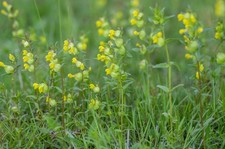 Yellow Rattle – 50g Bulk Pack – Rhinanthus minor UK Meadow Wildflower – JustSeed 485.00 per kilo