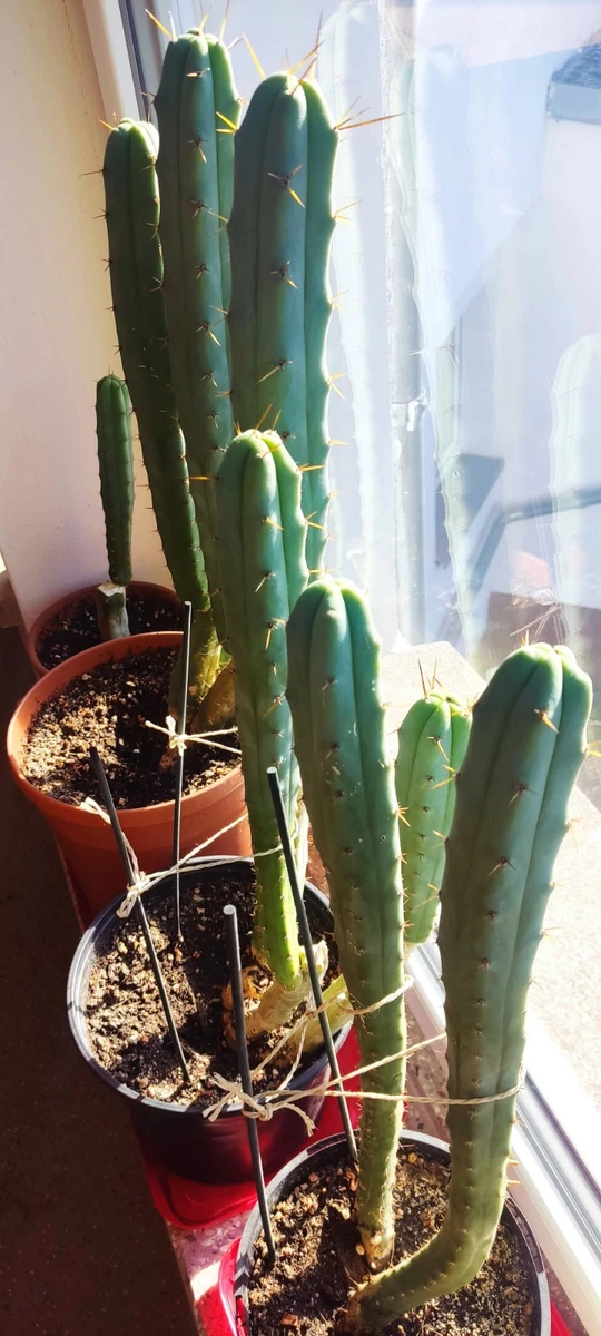 San Pedro Kaktus online kaufen | eBay.de