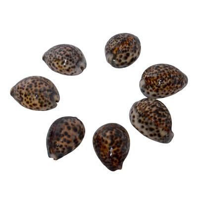 New Beautiful Original Shell Raja Kodi Pack Of 5 Raj Laxmi Kodi | eBay ...