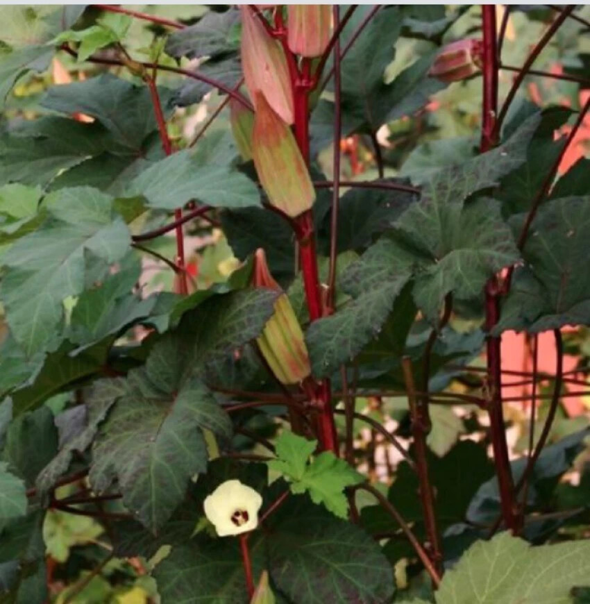 OKRA HILL COUNTRY RED OKRA SEEDS High Yielding Okra Seeds Red Okra