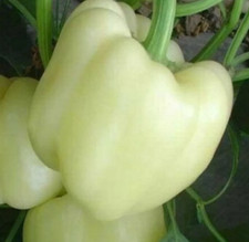 WHITE BELL PEPPER SEEDS 50 SWEET vegetable GARDEN plants CAPSICUM non-gmo