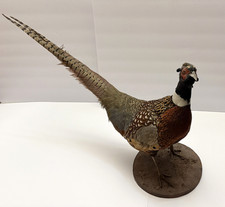 RINGNECK PHEASANT Taxidermy 26" Tail Bird On Pedestal Mount Excellent Condition