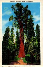 Vintage Postcard Sequoia National Park General Sherman Largest Tree