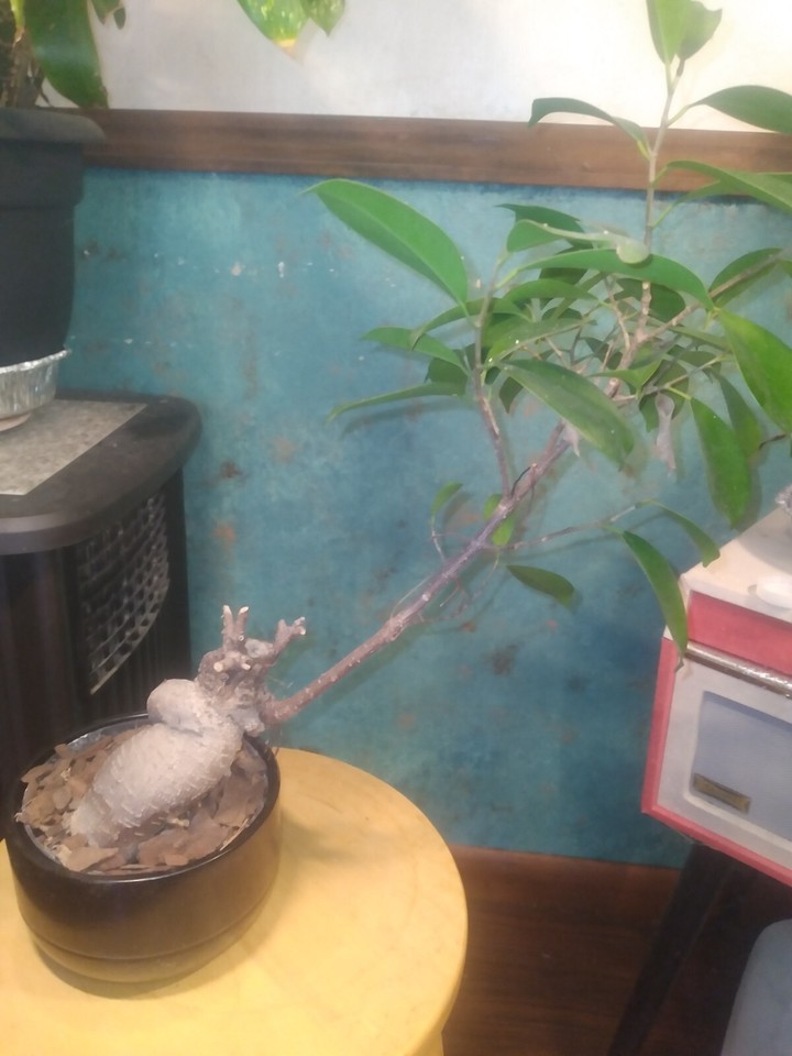 Ficus Bonsai Microcarpa Ginseng Nice Taper, Rugged Bark, Good