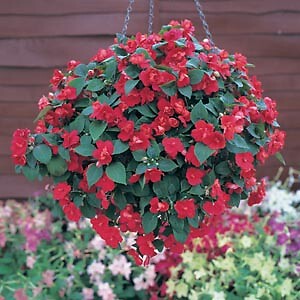 Impatiens Double Athena Red 100 seeds | eBay