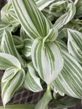Six Tradescantia Rooted Plants - Variegated Green And White